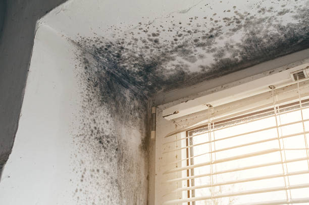 Affordable Black Mold Remediation solutions in Centre Hall, PA